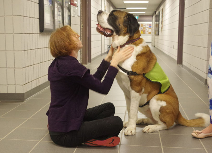 Lady sitting on the floor with a saint bernard therapy dog with therapy dog vest on