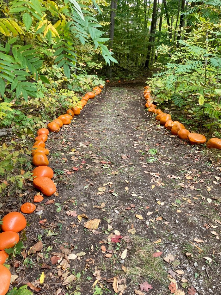 The start of the Truth and Reconciliation Trail at the Orillia Campus. A forested path flanked by bright orange painted stones.