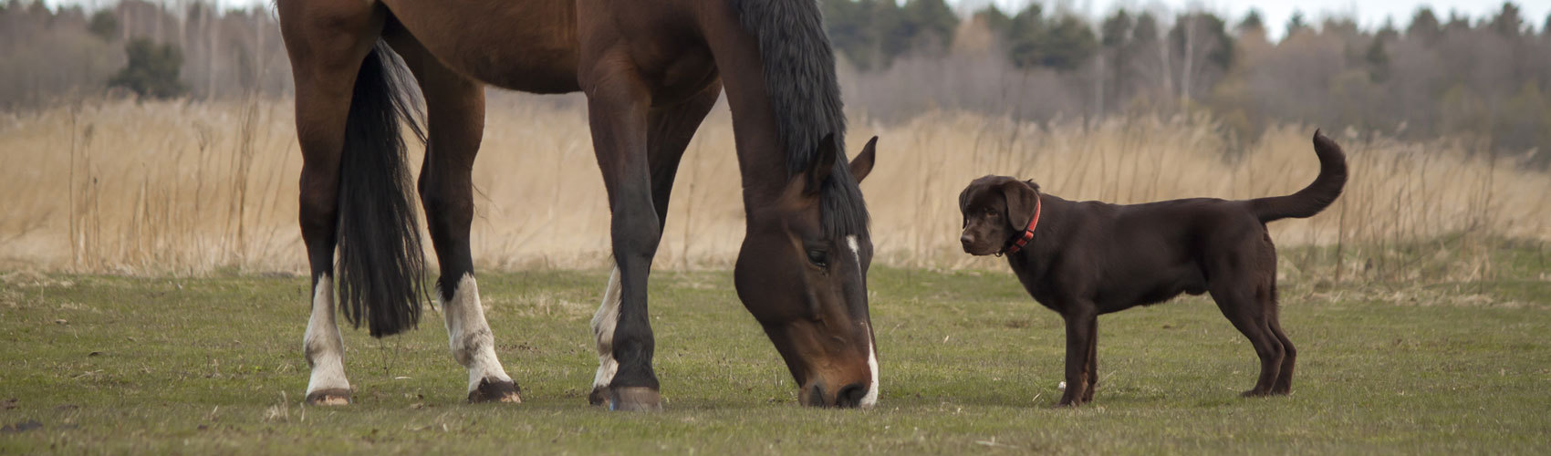 A brown horse and lab in a field