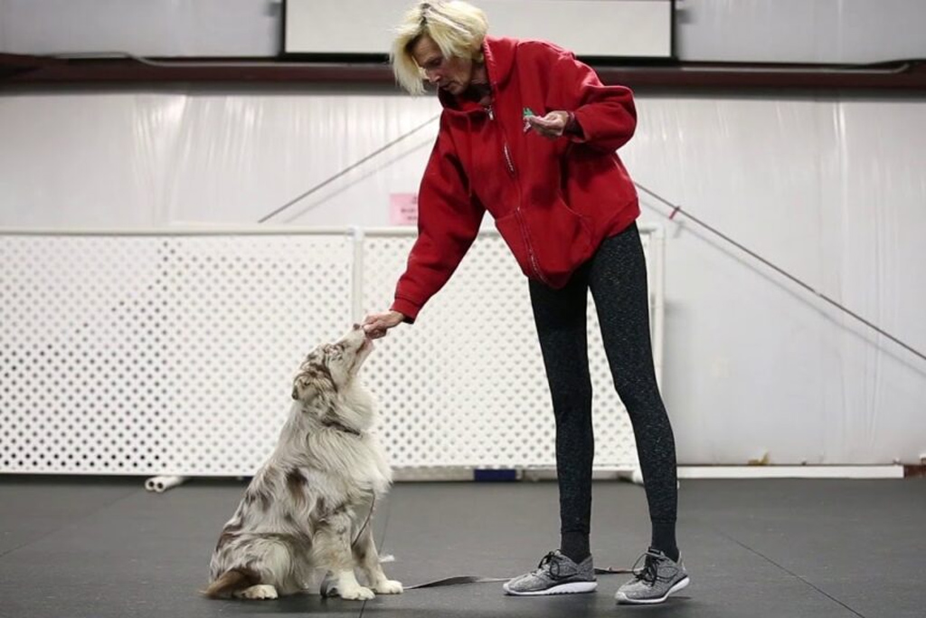 A person with chin-length blonde hair wearing an oversized red zip-up sweatshirt and black leggings feeding a treat to a white and brown Australian Shepherd dog