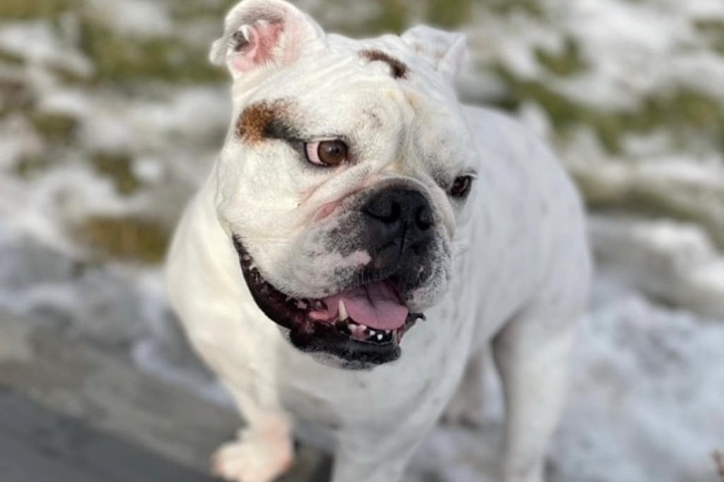 Bentley, a white bulldog looking to the side with his mouth open