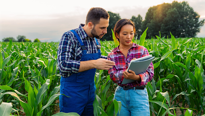 Two agrobusiness experts in plaid shirts and denim overalls/pants standing in an open field of tall green crops and reviewing a document on a clipboard