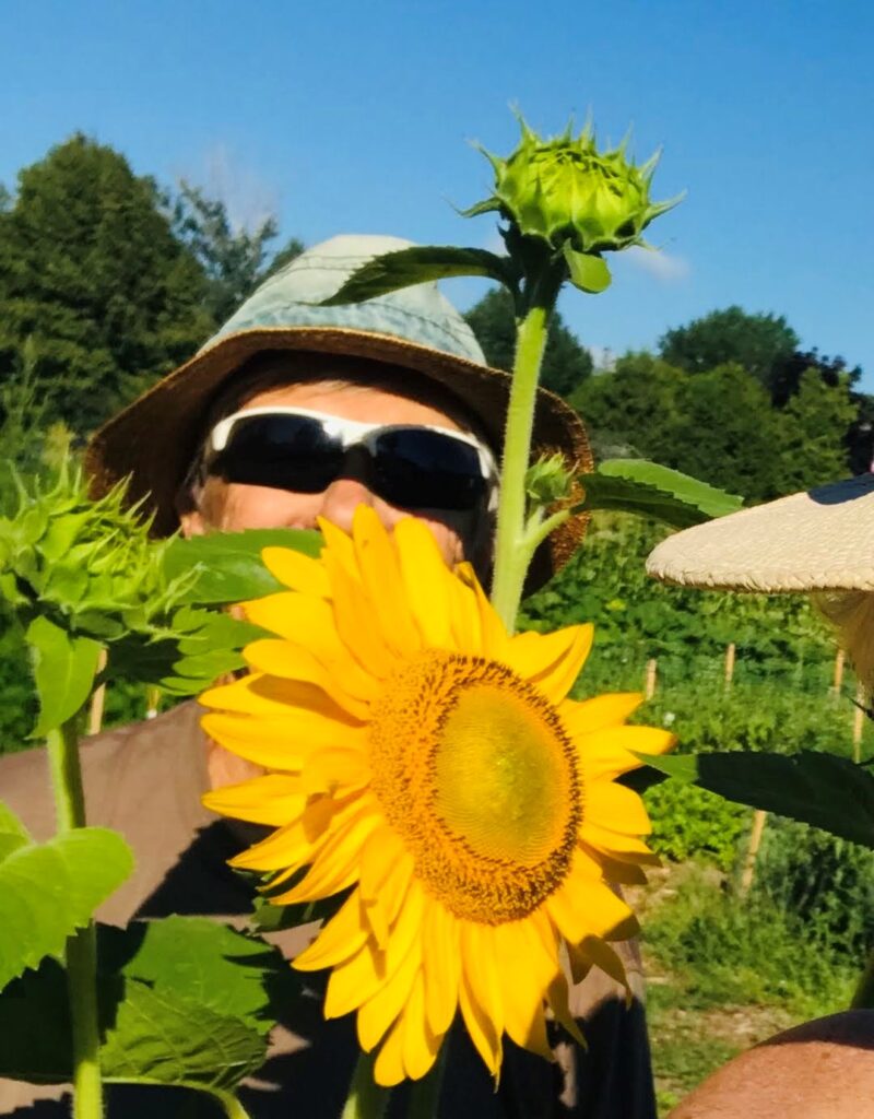 A person wearing a hat and sunglasses stands behind a tall, yellow sunflower growing outside in a garden.