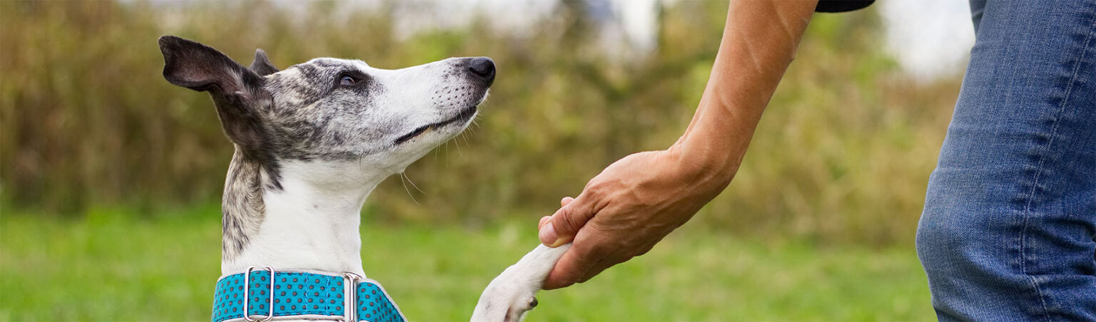 A white and grey dog is shaking the hand of a person.