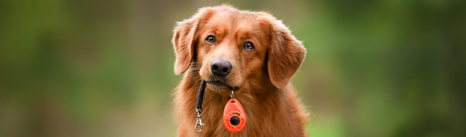 Golden-brown dog holding a red training clicker in its mouth.