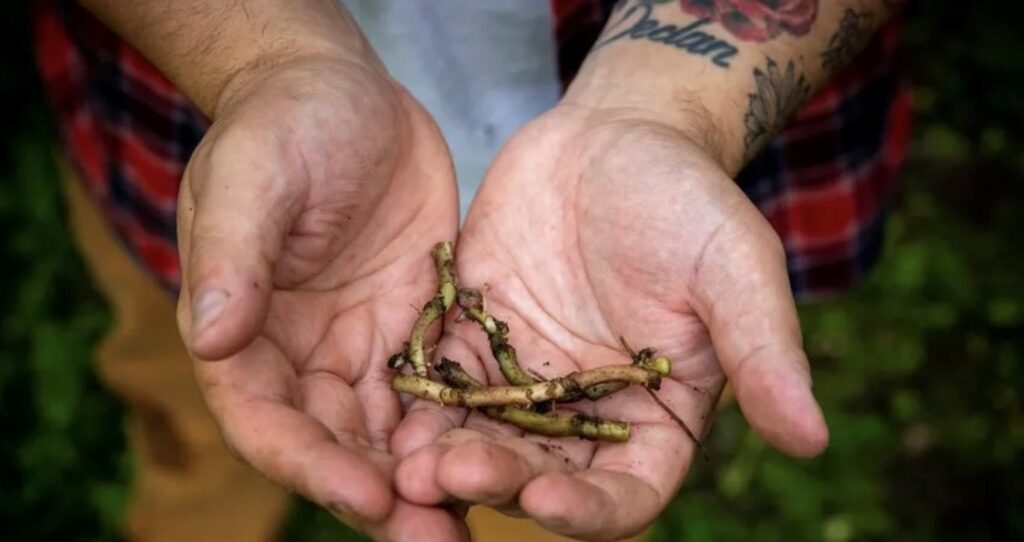 A close-up of a person's two hands holding green plants they foraged from the ground.
