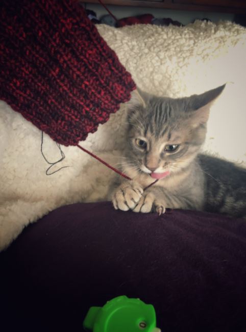 A cat grabs into some red knitting.