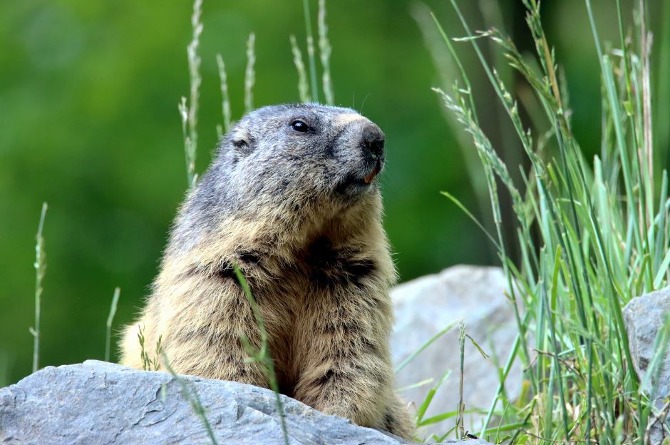 A groundhog sits next to a rock outside.