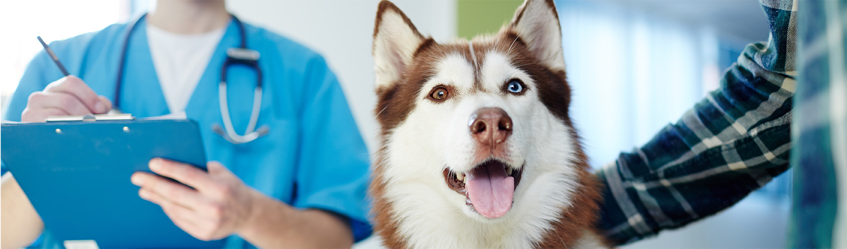 A brown and white husky with one blue eye and one brown eye, next to the owner in a plaid shirt, and a veterinarian in blue scrubs with a stethoscope and clipboard