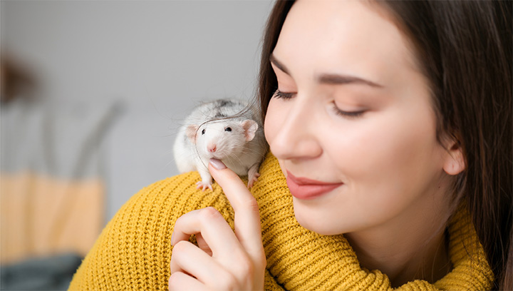 A person in a yellow chunky knit sweatshirt, dark brown hair and pink lipstick, with a white and grey rat on their shoulder, holding their finger out to brace it