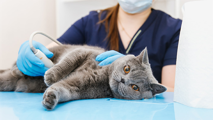 A grey cat with hazel eyes laying on a table while a veterinary technician places an ultrasound device on the stomach