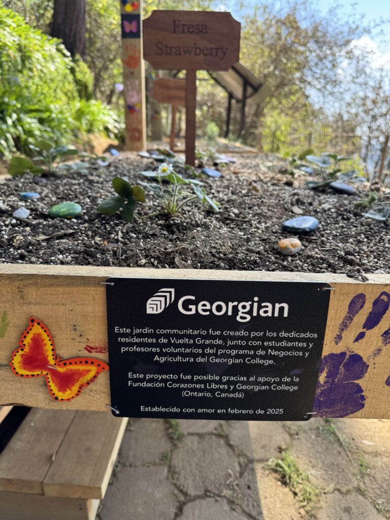 A close-up of a garden in a wooden box. A plaque explains in Spanish that Georgian College established the garden through a volunteer program. 