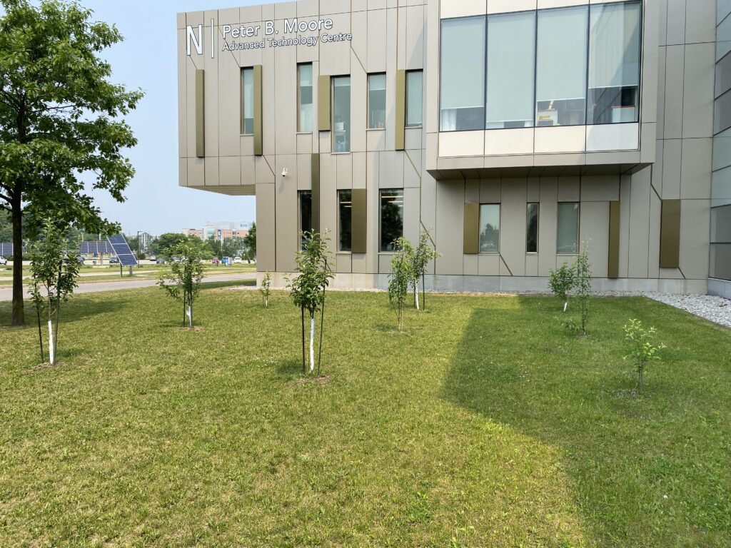 Trees grow in an orchard outside of a building.
