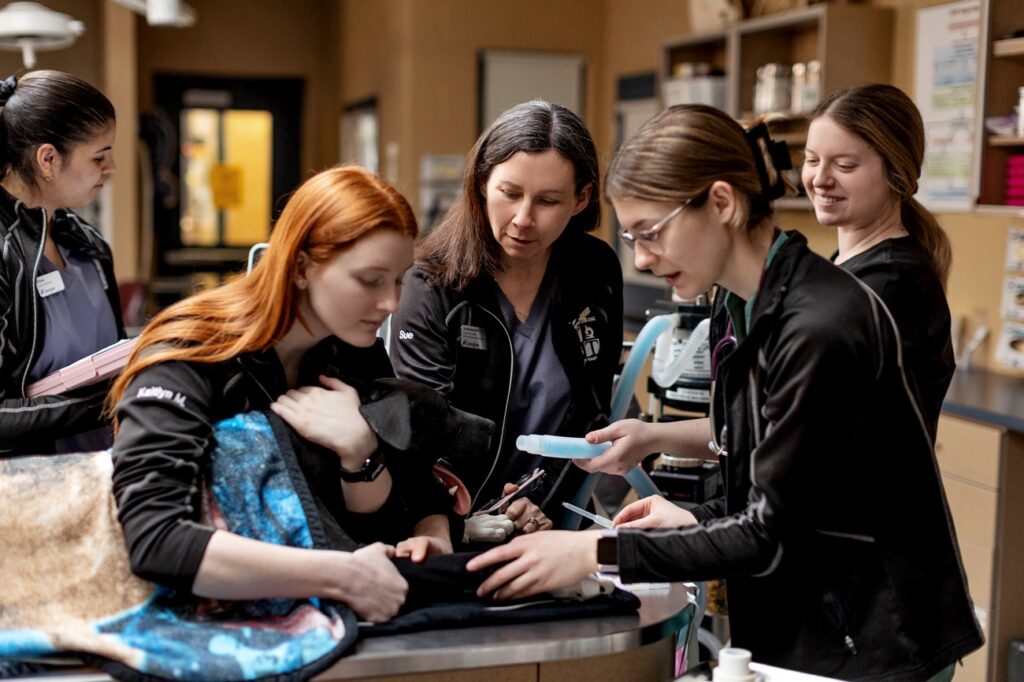 Partnerships drive student success. Vet tech students learn hands on in the clinic.