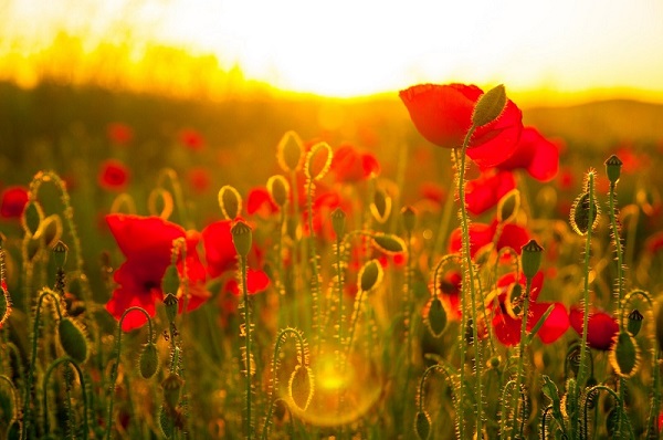A field of red poppies with a sunrise in the background.