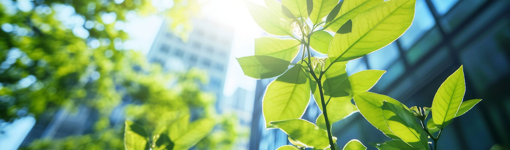 Plants growing in front of tall office buildings