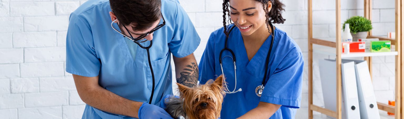 Two Veterinary Assistant students in blue scrubs using a stethoscope on a Yorkshire terrier dog in an animal clinic setting
