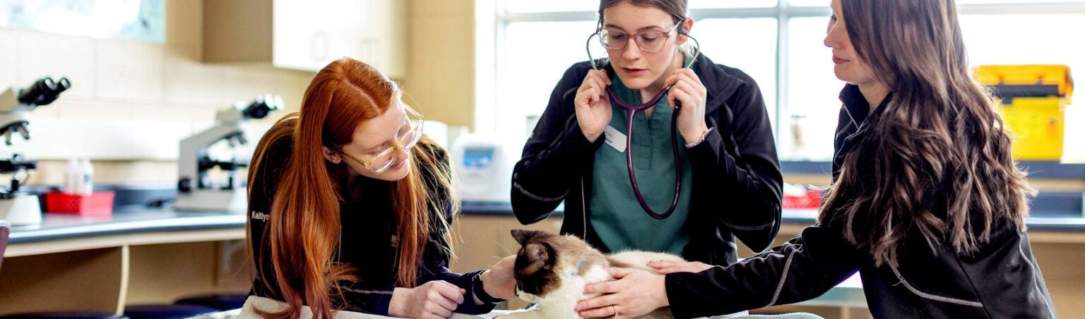 Veterinary Assistant students helping a cat in an animal clinic setting